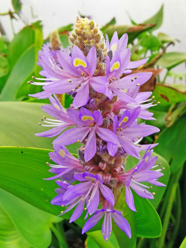 Hechtkraut - Pontederia cordata